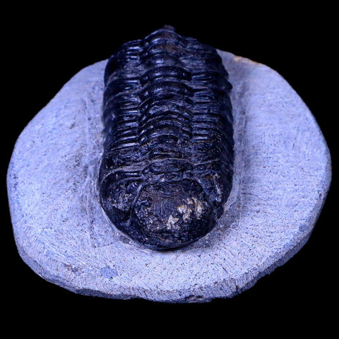 2.3" Phacops Boeckops Stelcki Trilobite Fossil Devonian Age Arthropod Morocco COA - Fossil Age Minerals