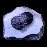1.8" Paralejurus Hamlagdadicus Trilobite Fossil Morocco Devonian Age 400 Mil Yrs Old
