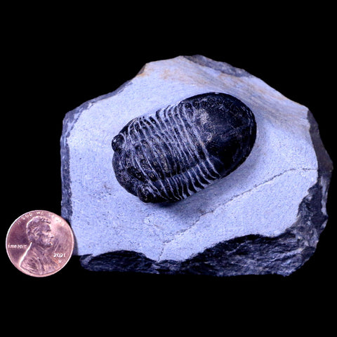 1.8" Paralejurus Hamlagdadicus Trilobite Fossil Morocco Devonian Age 400 Mil Yrs Old - Fossil Age Minerals