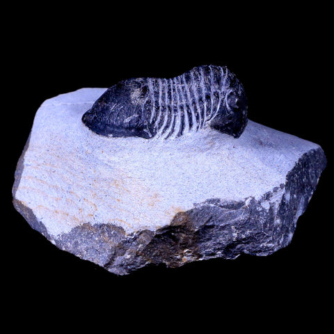 1.8" Paralejurus Hamlagdadicus Trilobite Fossil Morocco Devonian Age 400 Mil Yrs Old - Fossil Age Minerals