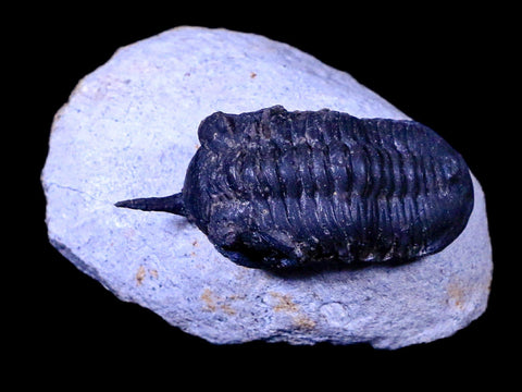 1.8" Morocconites Malladoides Trilobite Fossil Morocco Devonian Age Display, COA - Fossil Age Minerals