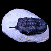 1.8" Morocconites Malladoides Trilobite Fossil Morocco Devonian Age Display, COA