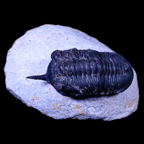 1.8" Morocconites Malladoides Trilobite Fossil Morocco Devonian Age Display, COA - Fossil Age Minerals