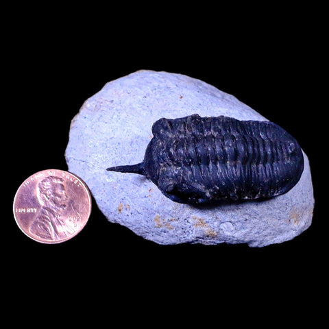 1.8" Morocconites Malladoides Trilobite Fossil Morocco Devonian Age Display, COA - Fossil Age Minerals