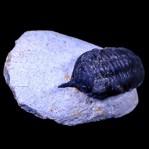 1.8" Morocconites Malladoides Trilobite Fossil Morocco Devonian Age Display, COA - Fossil Age Minerals