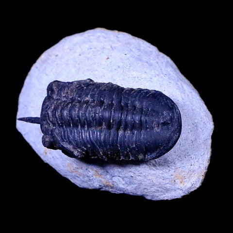 1.8" Morocconites Malladoides Trilobite Fossil Morocco Devonian Age Display, COA - Fossil Age Minerals