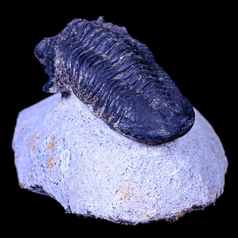 1.8" Morocconites Malladoides Trilobite Fossil Morocco Devonian Age Display, COA - Fossil Age Minerals