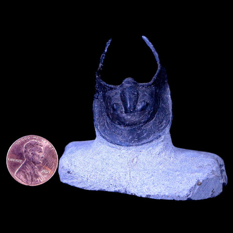 1.8" Harpes Perradiatus Trilobite Fossil Morocco Devonian Age Display, COA - Fossil Age Minerals