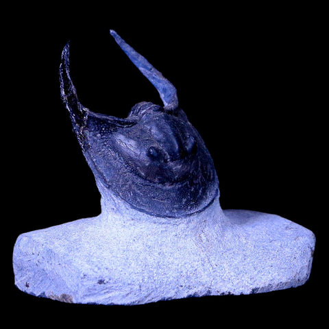 1.8" Harpes Perradiatus Trilobite Fossil Morocco Devonian Age Display, COA - Fossil Age Minerals
