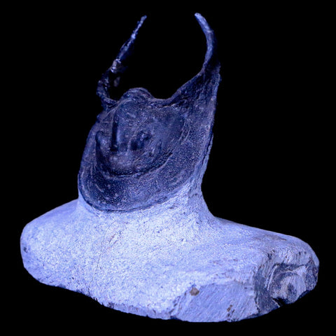 1.8" Harpes Perradiatus Trilobite Fossil Morocco Devonian Age Display, COA - Fossil Age Minerals