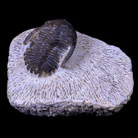 1.4" Metacanthina Issoumourensis Trilobite Fossil Devonian Age COA And Display