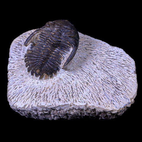 1.4" Metacanthina Issoumourensis Trilobite Fossil Devonian Age COA And Display - Fossil Age Minerals
