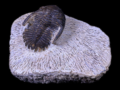 1.4" Metacanthina Issoumourensis Trilobite Fossil Devonian Age COA And Display - Fossil Age Minerals