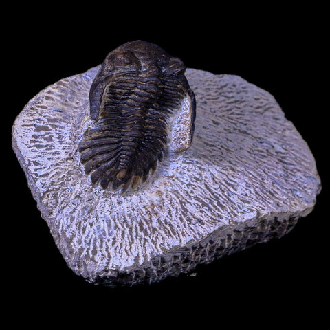 1.4" Metacanthina Issoumourensis Trilobite Fossil Devonian Age COA And Display - Fossil Age Minerals