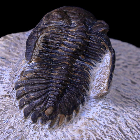 1.4" Metacanthina Issoumourensis Trilobite Fossil Devonian Age COA And Display - Fossil Age Minerals