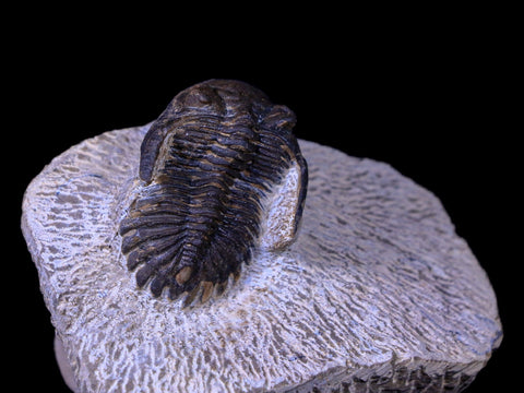 1.4" Metacanthina Issoumourensis Trilobite Fossil Devonian Age COA And Display - Fossil Age Minerals