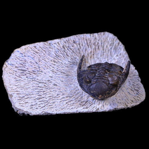 1.4" Metacanthina Issoumourensis Trilobite Fossil Devonian Age COA And Display - Fossil Age Minerals