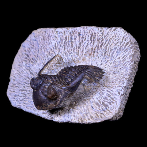 1.4" Metacanthina Issoumourensis Trilobite Fossil Devonian Age COA And Display - Fossil Age Minerals