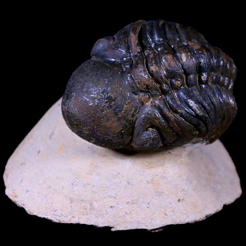 2.2" Reedops Cephalotes Trilobite Fossil Morocco Devonian Age 400 Mil Yrs Old COA - Fossil Age Minerals