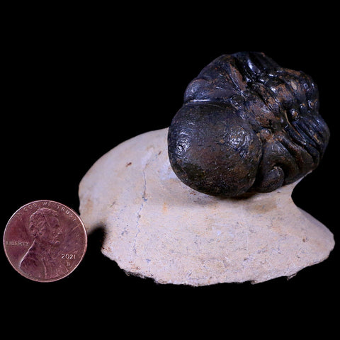 2.2" Reedops Cephalotes Trilobite Fossil Morocco Devonian Age 400 Mil Yrs Old COA - Fossil Age Minerals