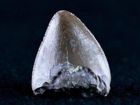 0.5" Phytosaur Fossil Tooth Late Triassic Age Archosaur Chinle FM, AZ COA & Display - Fossil Age Minerals