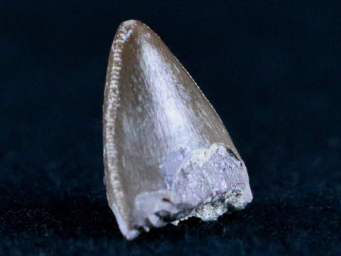 0.5" Phytosaur Fossil Tooth Late Triassic Age Archosaur Chinle FM, AZ COA & Display - Fossil Age Minerals