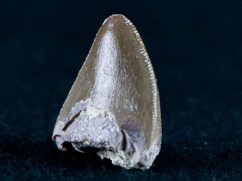 0.5" Phytosaur Fossil Tooth Late Triassic Age Archosaur Chinle FM, AZ COA & Display - Fossil Age Minerals