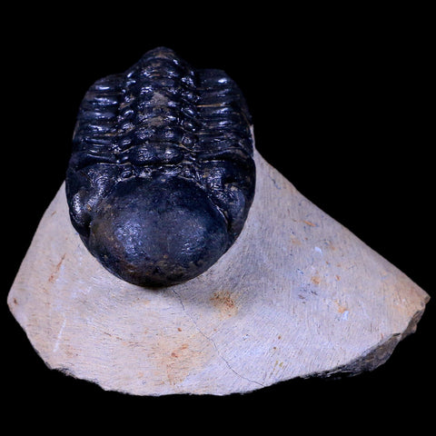 2.5" Reedops Cephalotes Trilobite Fossil Morocco Devonian Age 400 Mil Yrs Old COA - Fossil Age Minerals