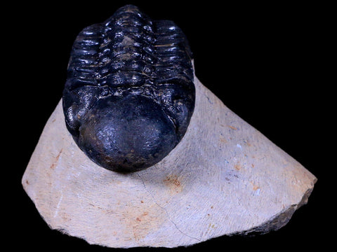 2.5" Reedops Cephalotes Trilobite Fossil Morocco Devonian Age 400 Mil Yrs Old COA - Fossil Age Minerals