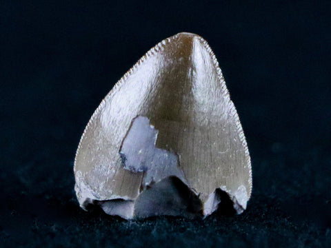 0.5" Phytosaur Fossil Tooth Late Triassic Age Archosaur Chinle FM, AZ COA & Display - Fossil Age Minerals