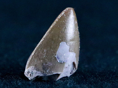 0.5" Phytosaur Fossil Tooth Late Triassic Age Archosaur Chinle FM, AZ COA & Display - Fossil Age Minerals