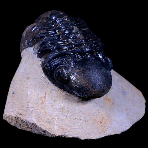 2.5" Reedops Cephalotes Trilobite Fossil Morocco Devonian Age 400 Mil Yrs Old COA - Fossil Age Minerals