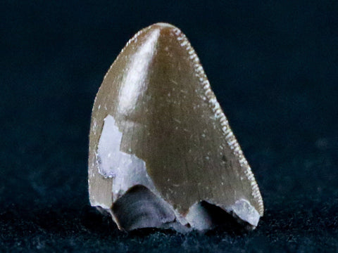 0.5" Phytosaur Fossil Tooth Late Triassic Age Archosaur Chinle FM, AZ COA & Display - Fossil Age Minerals
