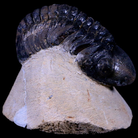 2.5" Reedops Cephalotes Trilobite Fossil Morocco Devonian Age 400 Mil Yrs Old COA - Fossil Age Minerals