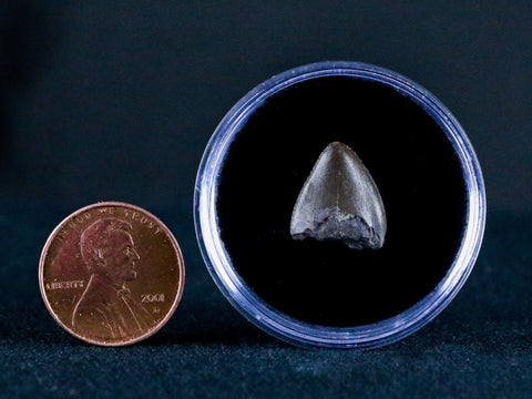 0.5" Phytosaur Fossil Tooth Late Triassic Age Archosaur Chinle FM, AZ COA & Display - Fossil Age Minerals