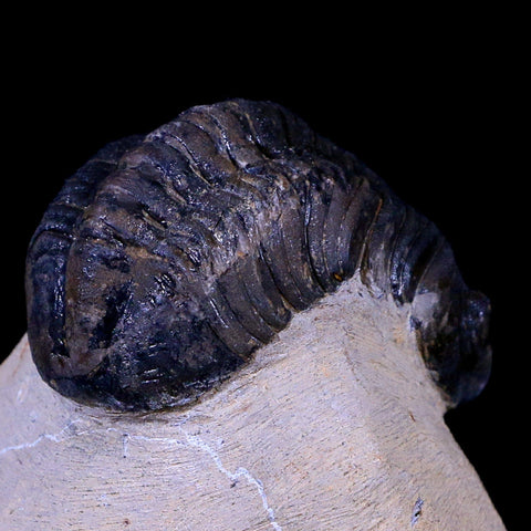 2.5" Reedops Cephalotes Trilobite Fossil Morocco Devonian Age 400 Mil Yrs Old COA - Fossil Age Minerals