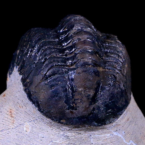 2.5" Reedops Cephalotes Trilobite Fossil Morocco Devonian Age 400 Mil Yrs Old COA - Fossil Age Minerals