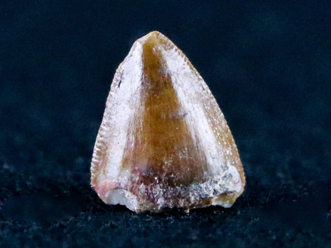 0.4" Phytosaur Fossil Tooth Late Triassic Age Archosaur Chinle FM, AZ COA & Display - Fossil Age Minerals