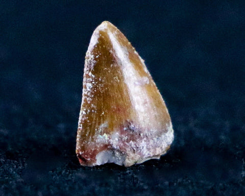 0.4" Phytosaur Fossil Tooth Late Triassic Age Archosaur Chinle FM, AZ COA & Display - Fossil Age Minerals