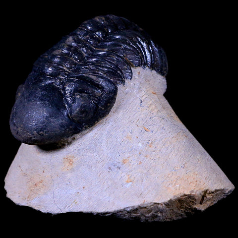 2.5" Reedops Cephalotes Trilobite Fossil Morocco Devonian Age 400 Mil Yrs Old COA - Fossil Age Minerals