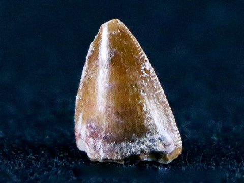 0.4" Phytosaur Fossil Tooth Late Triassic Age Archosaur Chinle FM, AZ COA & Display - Fossil Age Minerals