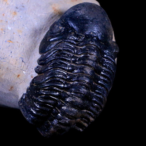 2.5" Reedops Cephalotes Trilobite Fossil Morocco Devonian Age 400 Mil Yrs Old COA - Fossil Age Minerals