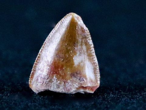 0.4" Phytosaur Fossil Tooth Late Triassic Age Archosaur Chinle FM, AZ COA & Display - Fossil Age Minerals