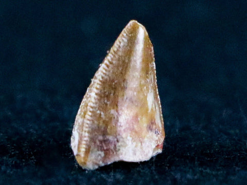 0.4" Phytosaur Fossil Tooth Late Triassic Age Archosaur Chinle FM, AZ COA & Display - Fossil Age Minerals