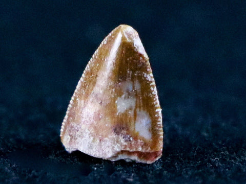 0.4" Phytosaur Fossil Tooth Late Triassic Age Archosaur Chinle FM, AZ COA & Display - Fossil Age Minerals
