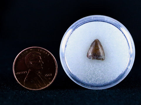 0.4" Phytosaur Fossil Tooth Late Triassic Age Archosaur Chinle FM, AZ COA & Display - Fossil Age Minerals