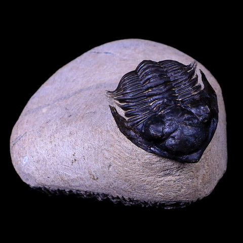 2" Metacanthina Issoumourensis Trilobite Fossil Devonian Age COA And Display - Fossil Age Minerals