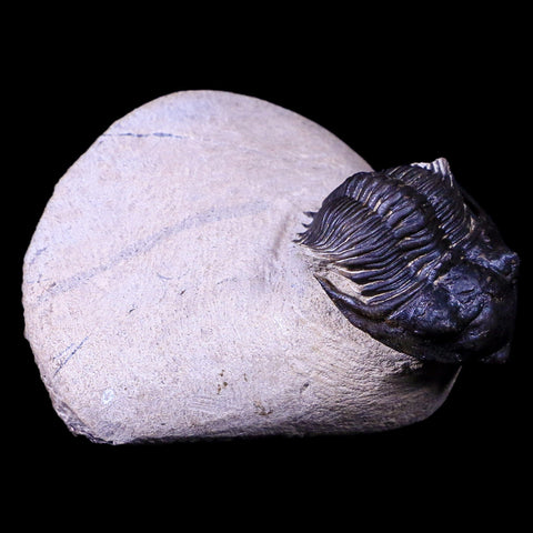 2" Metacanthina Issoumourensis Trilobite Fossil Devonian Age COA And Display - Fossil Age Minerals