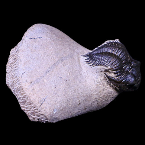 2" Metacanthina Issoumourensis Trilobite Fossil Devonian Age COA And Display - Fossil Age Minerals