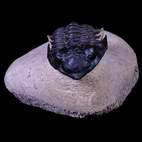 2" Metacanthina Issoumourensis Trilobite Fossil Devonian Age COA And Display - Fossil Age Minerals